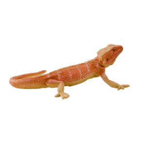 Parta-agamalelu - Figuuri