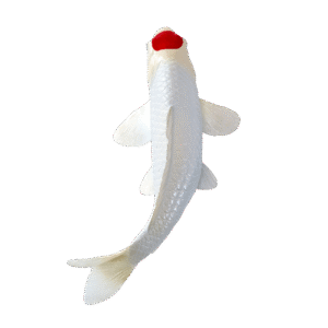 Koikarppilelu, Punainen Täplä - Figuuri