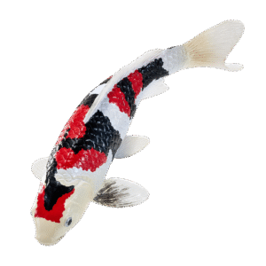 Koikarppilelu, Kolmivärinen - Figuuri