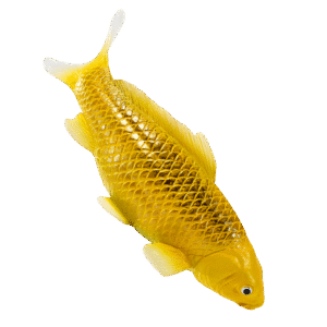 Koikarppilelu, Kulta - Figuuri