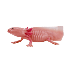 Aksolottilelu - Figuuri